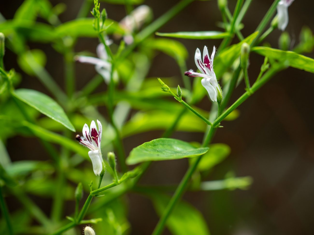 Andrographis paniculata